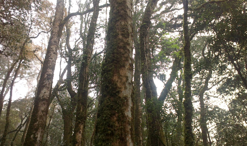 鼎丰源古树茶系列原料基地